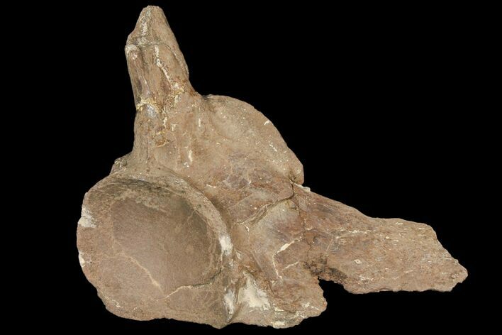Mosasaur (Tylosaurus) Vertebra - Kansas #134344
